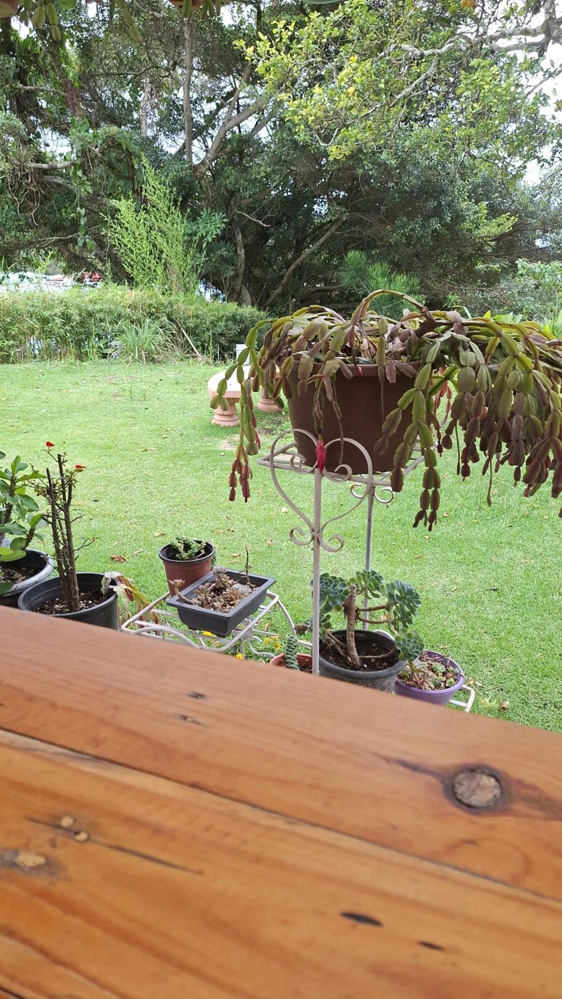 Hostal Vista Boquete Bajo Boquete 외부 사진