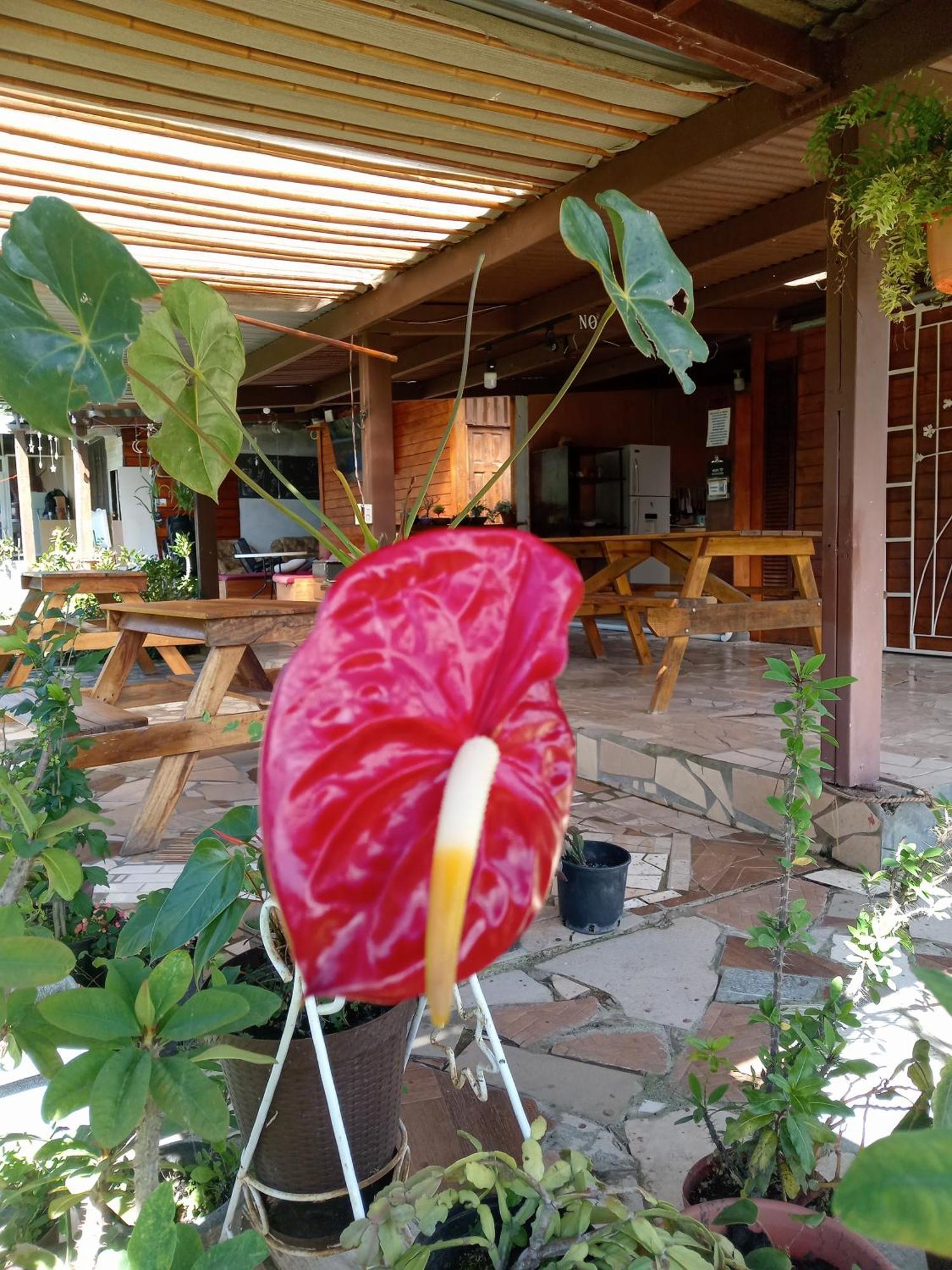 Hostal Vista Boquete Bajo Boquete 외부 사진