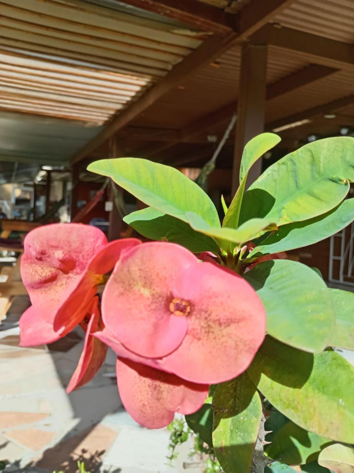 Hostal Vista Boquete Bajo Boquete 외부 사진