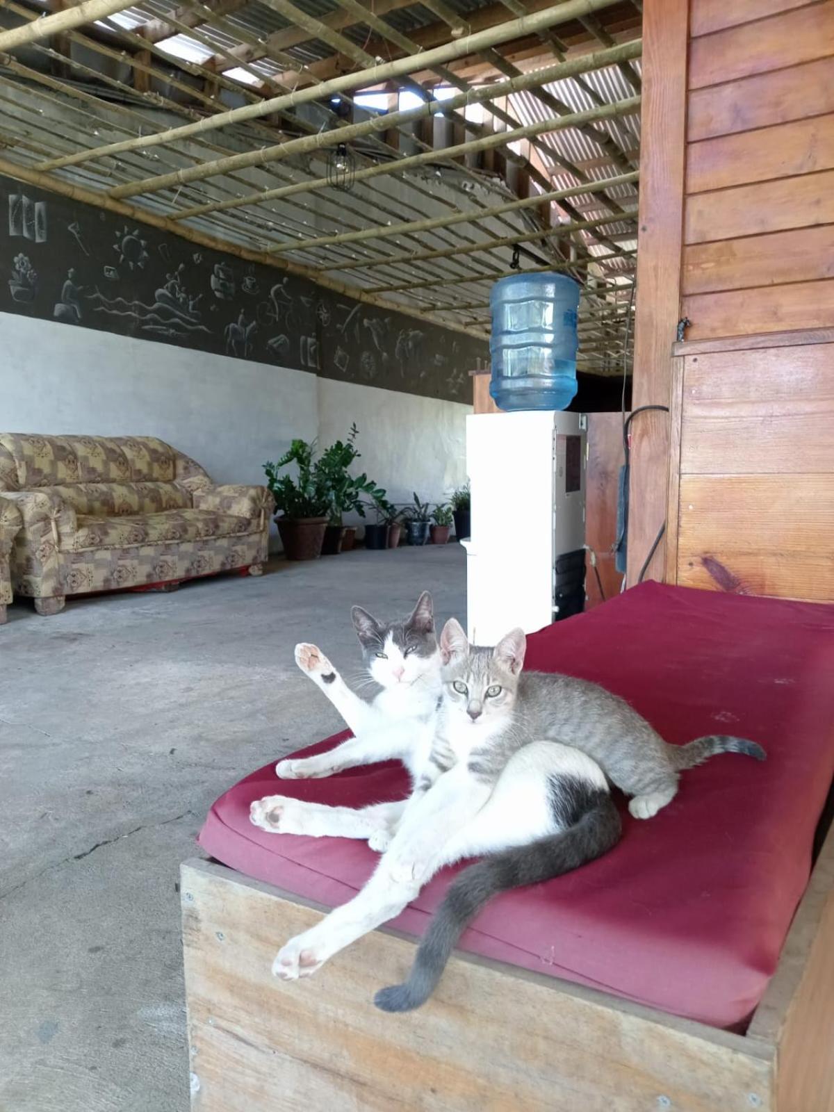 Hostal Vista Boquete Bajo Boquete 외부 사진